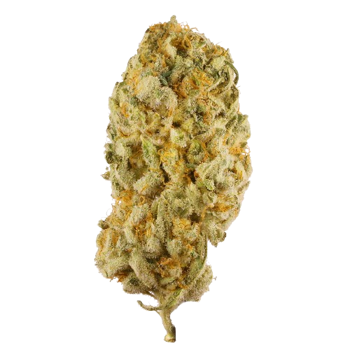 Jack Herer